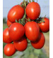 Tomato F1 Titan 19 - 5 grams